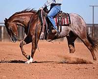 husband-safe-quarter-horse
