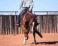 performance-quarter-horse