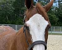 14-hand-quarter-horse-gelding