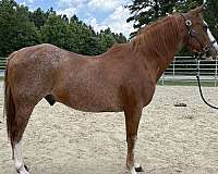 sorrel-quarter-horse-gelding