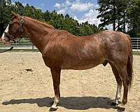 sorrel-gelding-for-sale