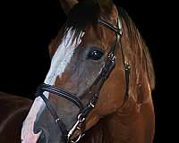 blaze-hind-stockings-horse