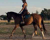 bay-blaze-hind-stockings-horse