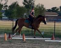project-thoroughbred-horse