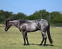 athletic-quarter-horse