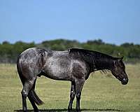 all-around-quarter-horse