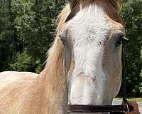 red-roan-gelding-for-sale