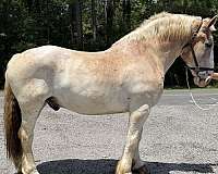 red-roan-roan-pleasure-driving-horse