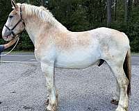 red-roan-belgian-gelding