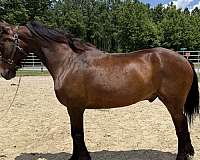 bay-morgan-gelding