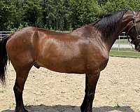 bay-gelding-for-sale