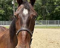 15-hand-morgan-gelding