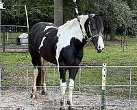 gaited-stallion-spotted-spotted-saddle-horse
