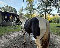 spotted-spotted-saddle-stallion