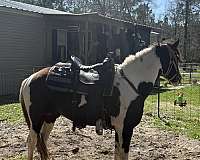 tennessee-walking-stallion