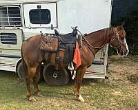 tennessee-walking-gelding