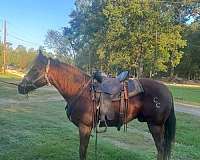tennessee-walking-horse-for-sale