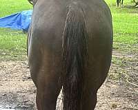tennessee-walking-horse