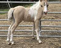 blue-eyed-flashy-filly