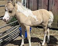 buckskin-pinto-show-horse
