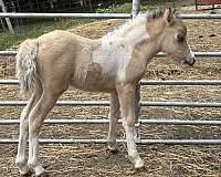 buckskin-pinto-amhr-filly