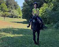 black-therapy-horse