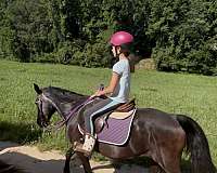 all-around-missouri-fox-trotter-horse