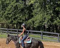 athletic-missouri-fox-trotter-horse