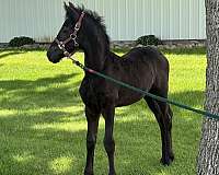 fbhr-draft-filly-stallion