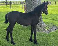 fbhr-filly-stallion