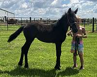 black-fbhr-filly-stallion