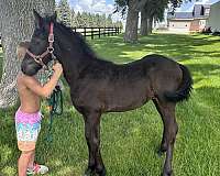 fbhr-friesian-filly-stallion