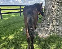 fbhr-spotted-filly-stallion