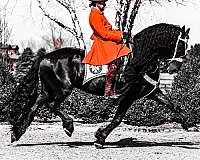 fbhr-spotted-horse