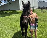 fbhr-draft-horse