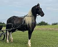 spotted-filly-stallion