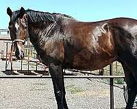 chuck-wagon-racing-thoroughbred-horse