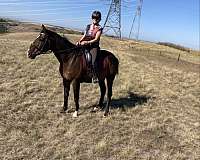 chuck-wagon-racing-gelding