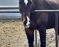 star-horse