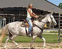 graded-stakes-gelding