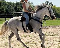 intelligence-gelding