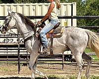 grey-money-horse