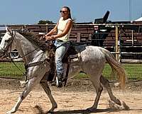 affectionate-thoroughbred-horse