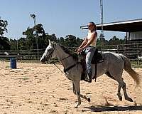 all-thoroughbred-horse