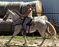 all-around-thoroughbred-horse