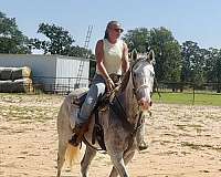 ammy-thoroughbred-horse