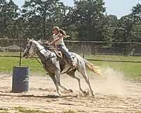 arena-thoroughbred-horse