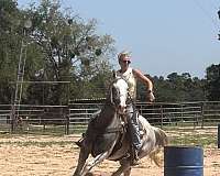 around-thoroughbred-horse