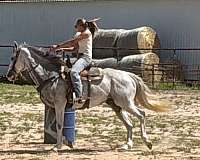 athletic-thoroughbred-horse