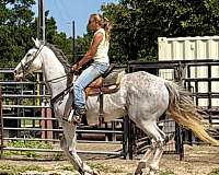 attention-thoroughbred-horse
